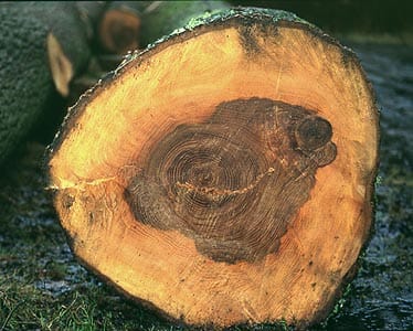 زان